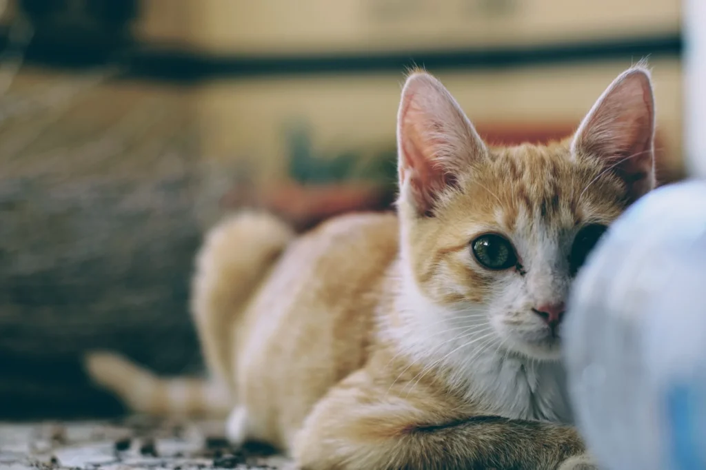 orange white tabby cat lying down looking at camera