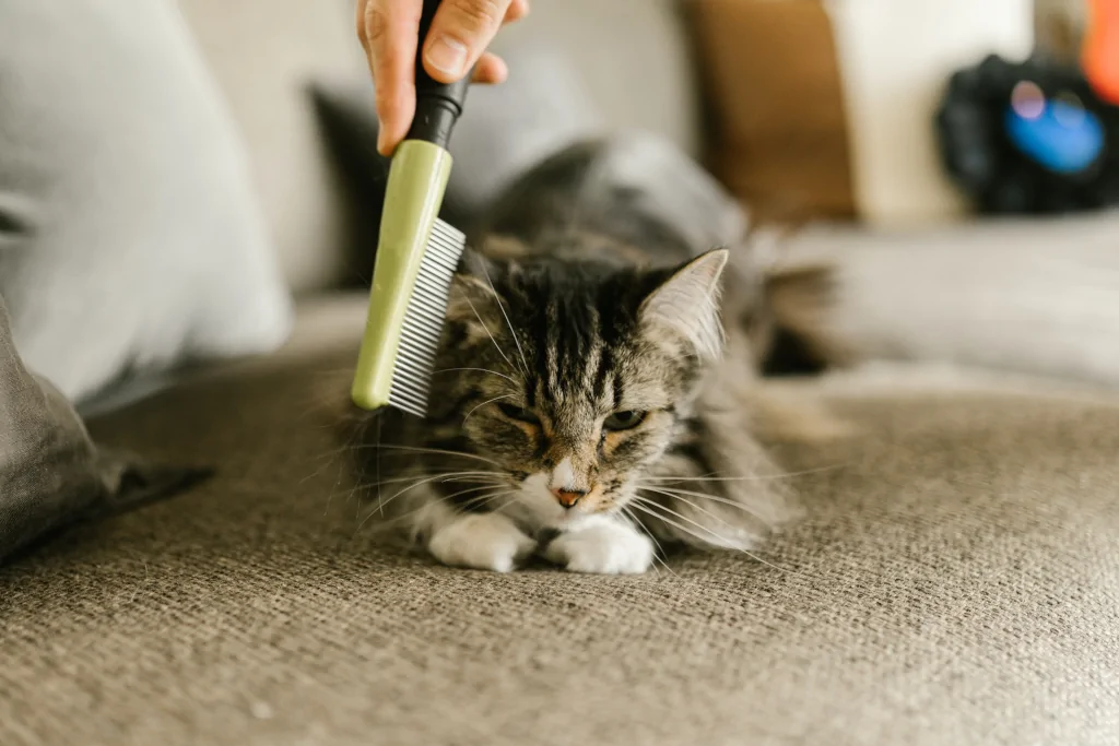 person brushing a gray tabby cat lying on carpet