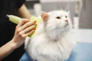 person brushing and grooming a white cat