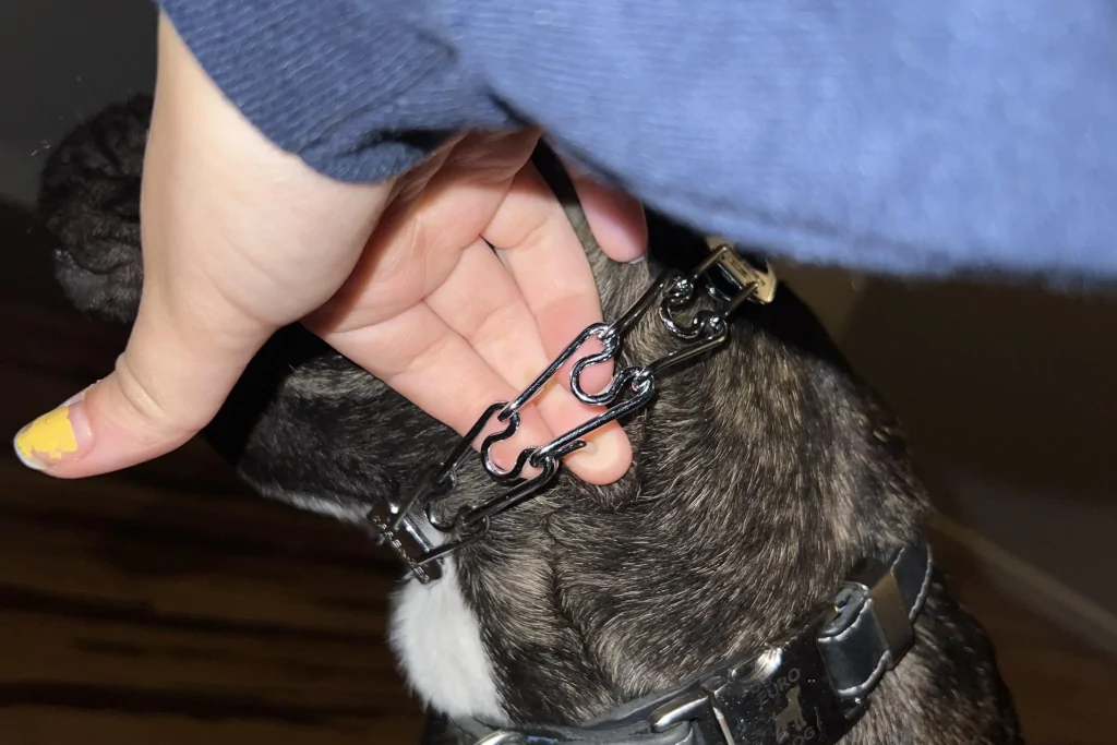 person checking prong collar fit on a black and white dog