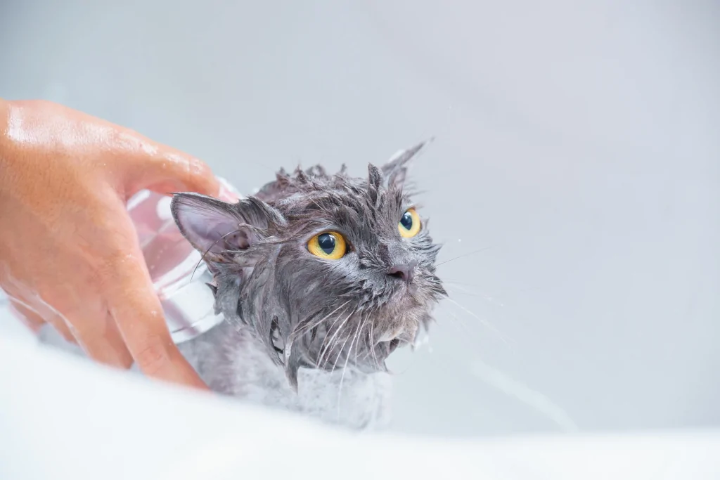 person giving a gray haired cat a bath