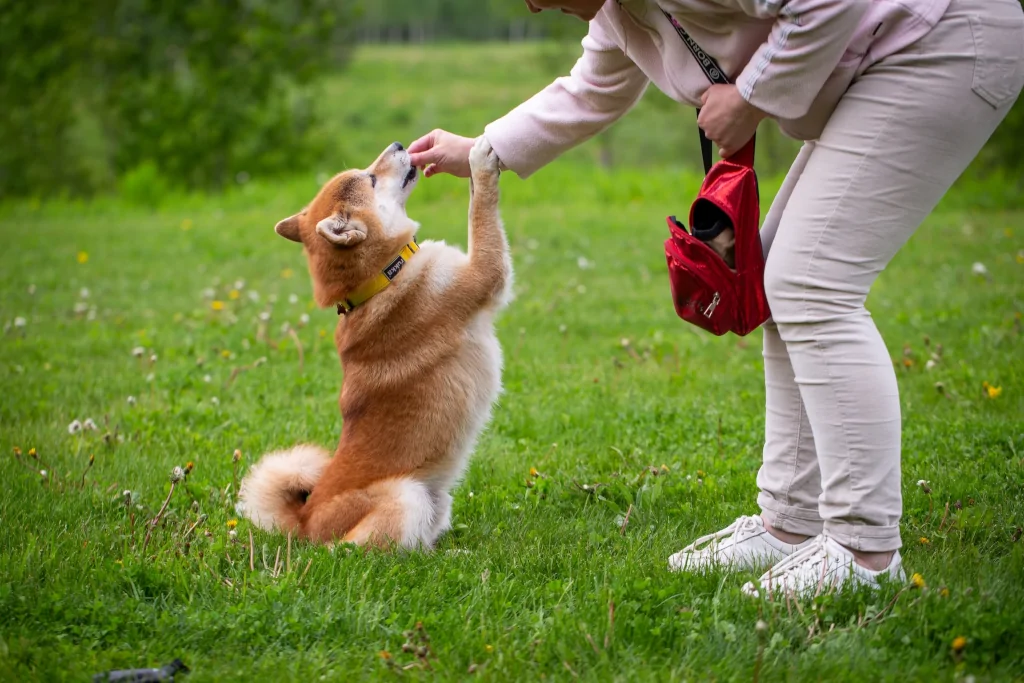 person giving a treat to a dog in the field