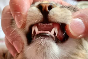 person showing kitten with double fangs before she lost her milk teeth