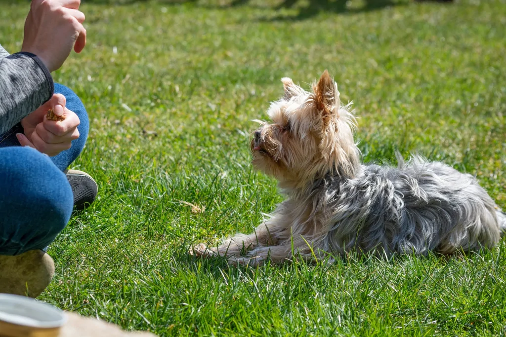 person training a dog in the grass field