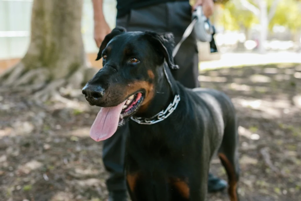 person walking a black dog with a prong collar