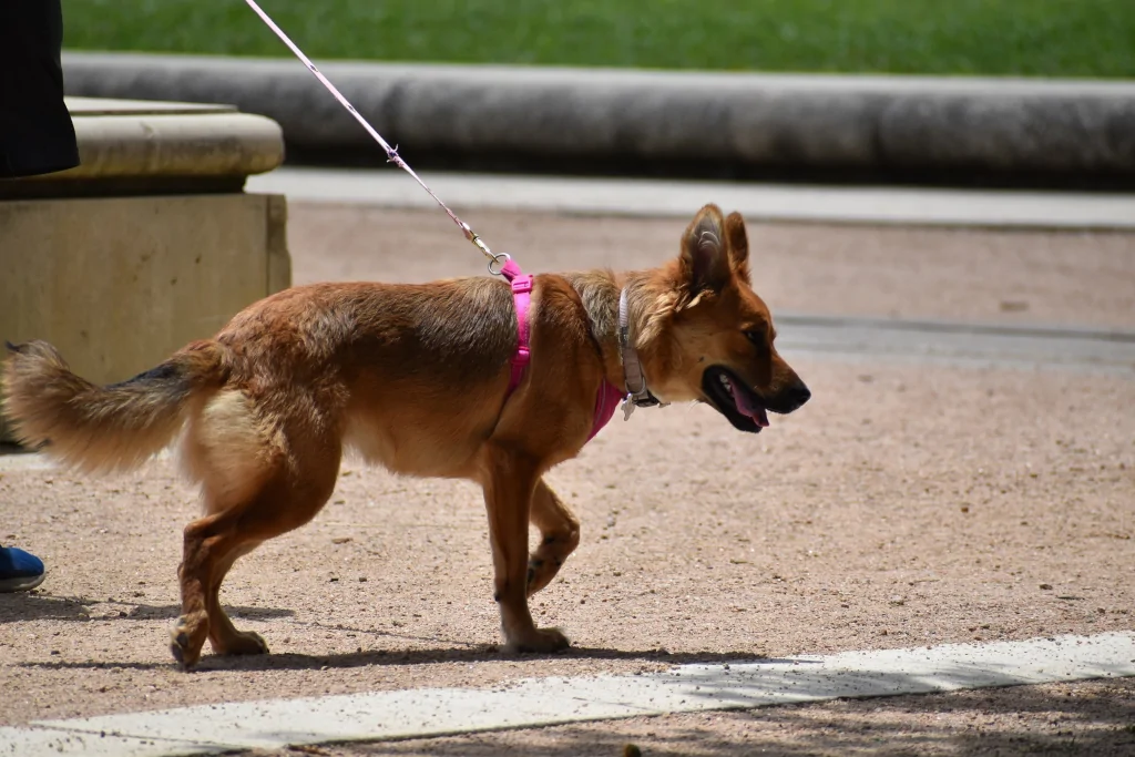 person walking a brown dog in a sunny day