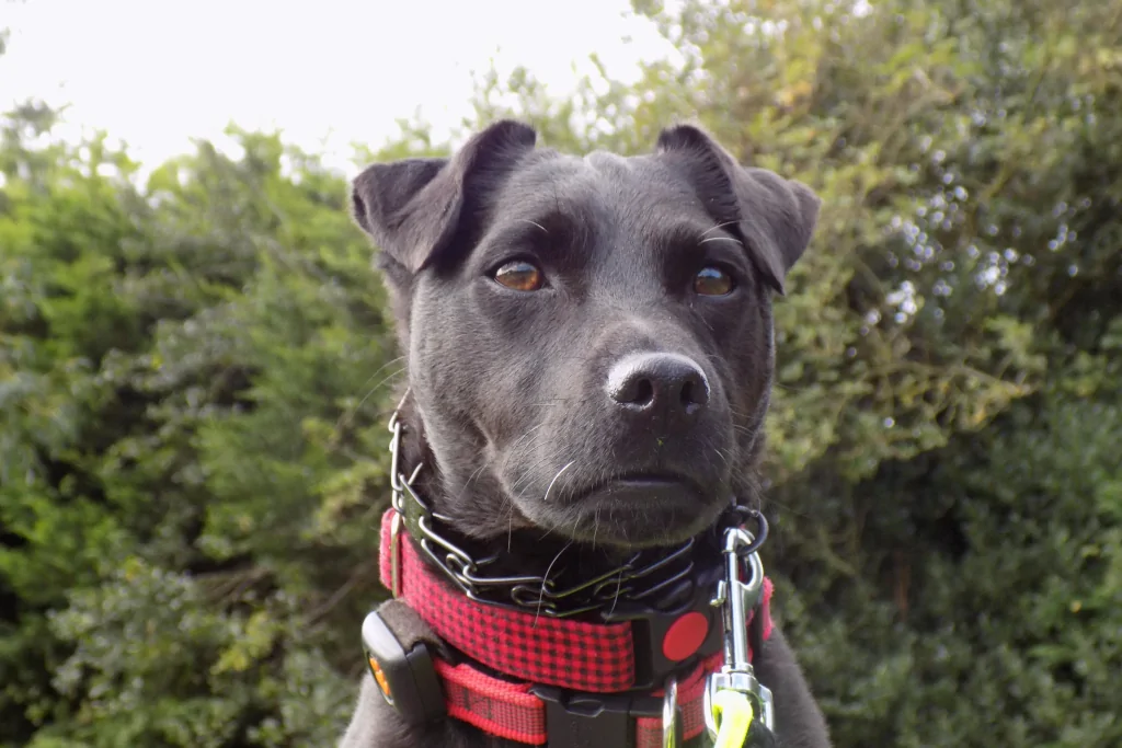 prong collar on a black dog outside during daytime