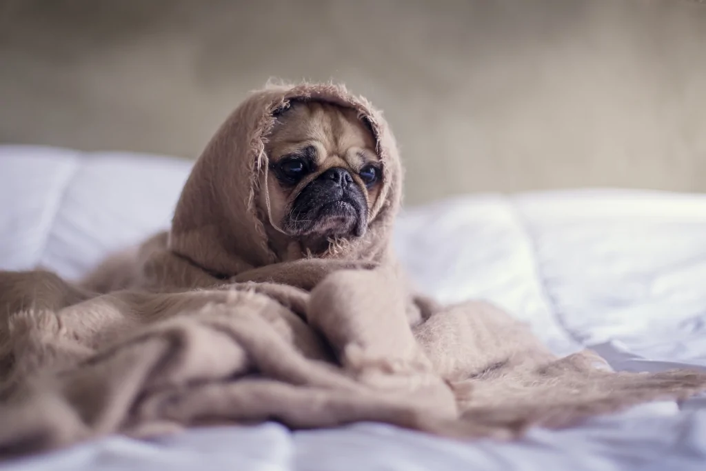 pug covered in gray blanked on white bed