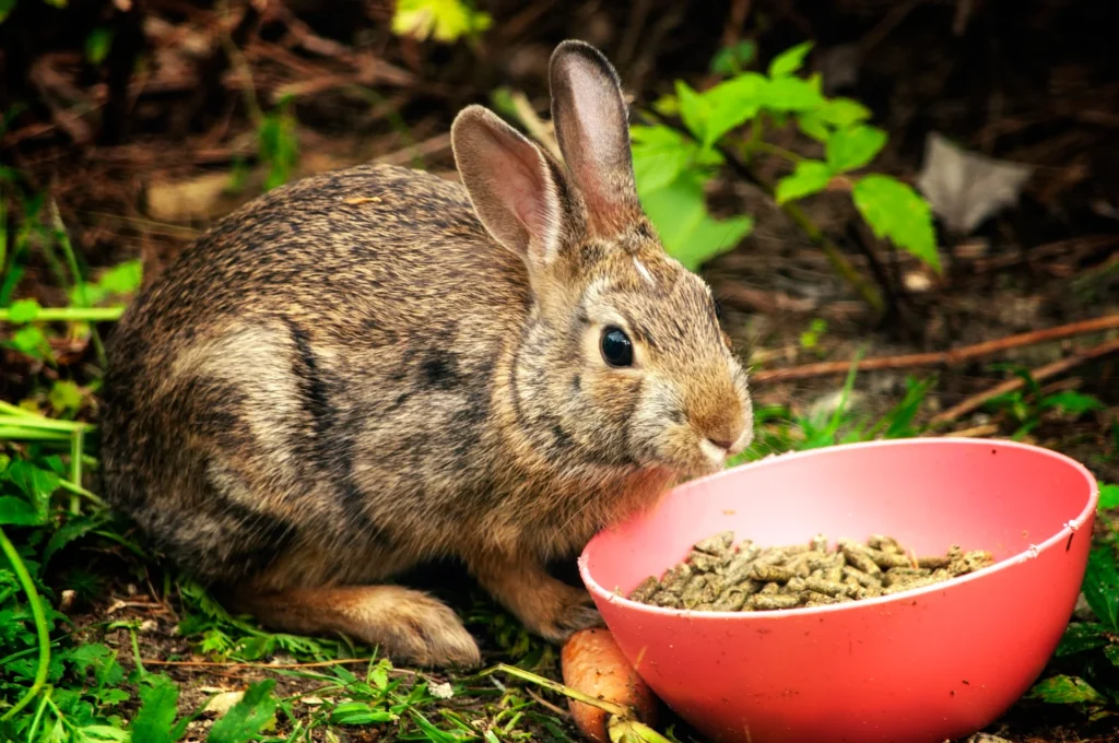 rabit eating food from pink bowl
