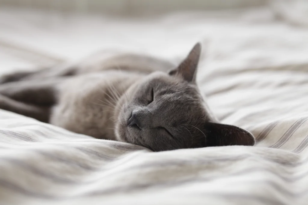 russian blue cat sleeping on white bed