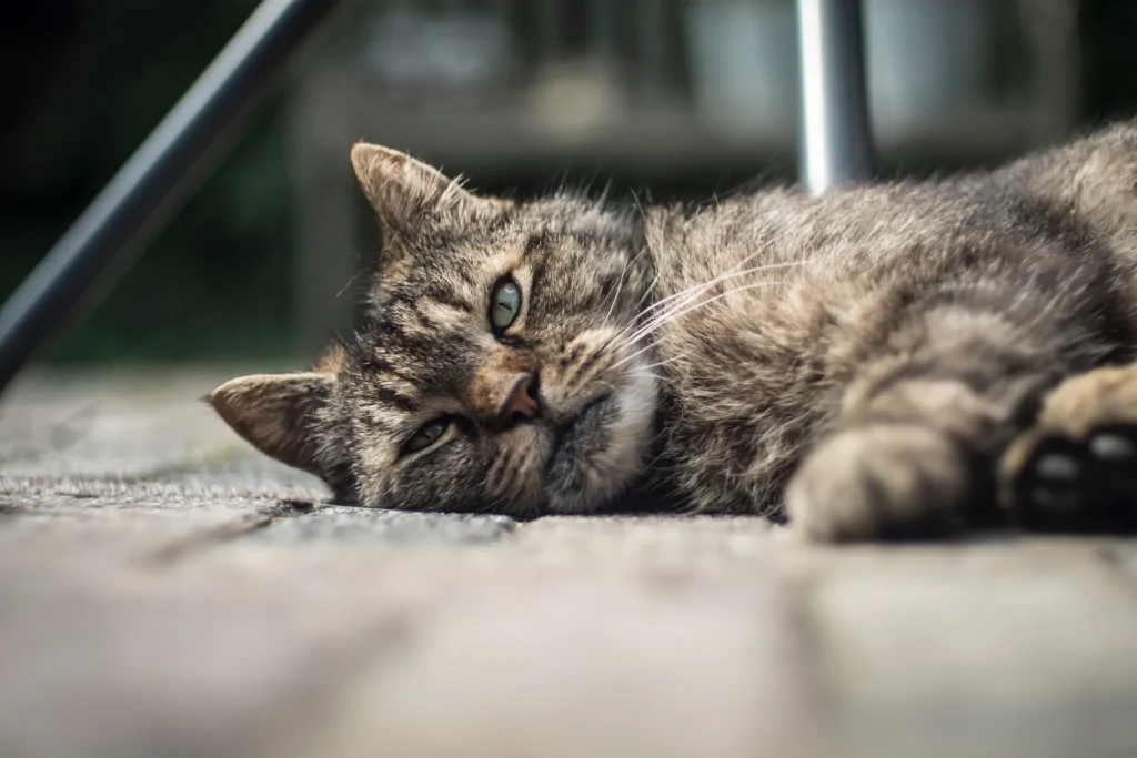 selective focus of a gray tabby cat lying on a floor