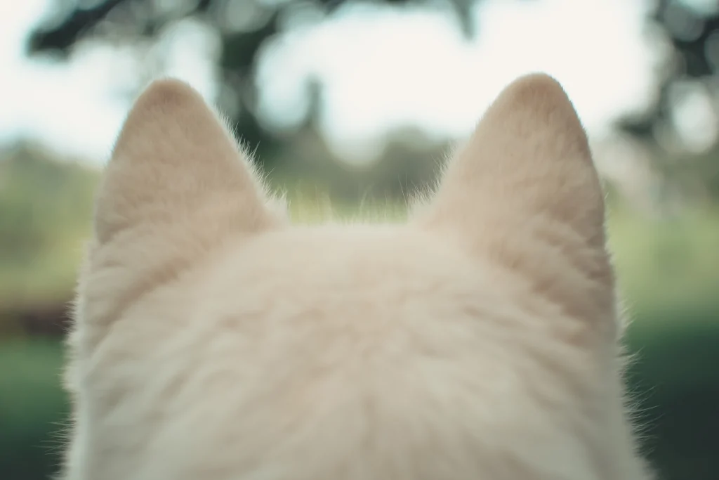 selective focus of a white cat's ears from the back