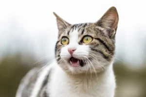 shallow focus of white and gray cat meowing