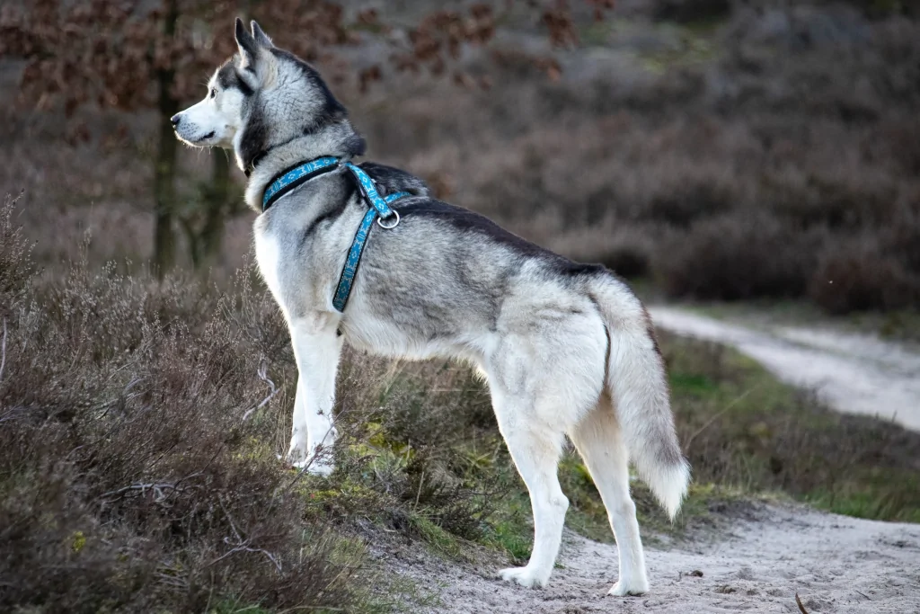 siberian husky outside on grass looking in distance