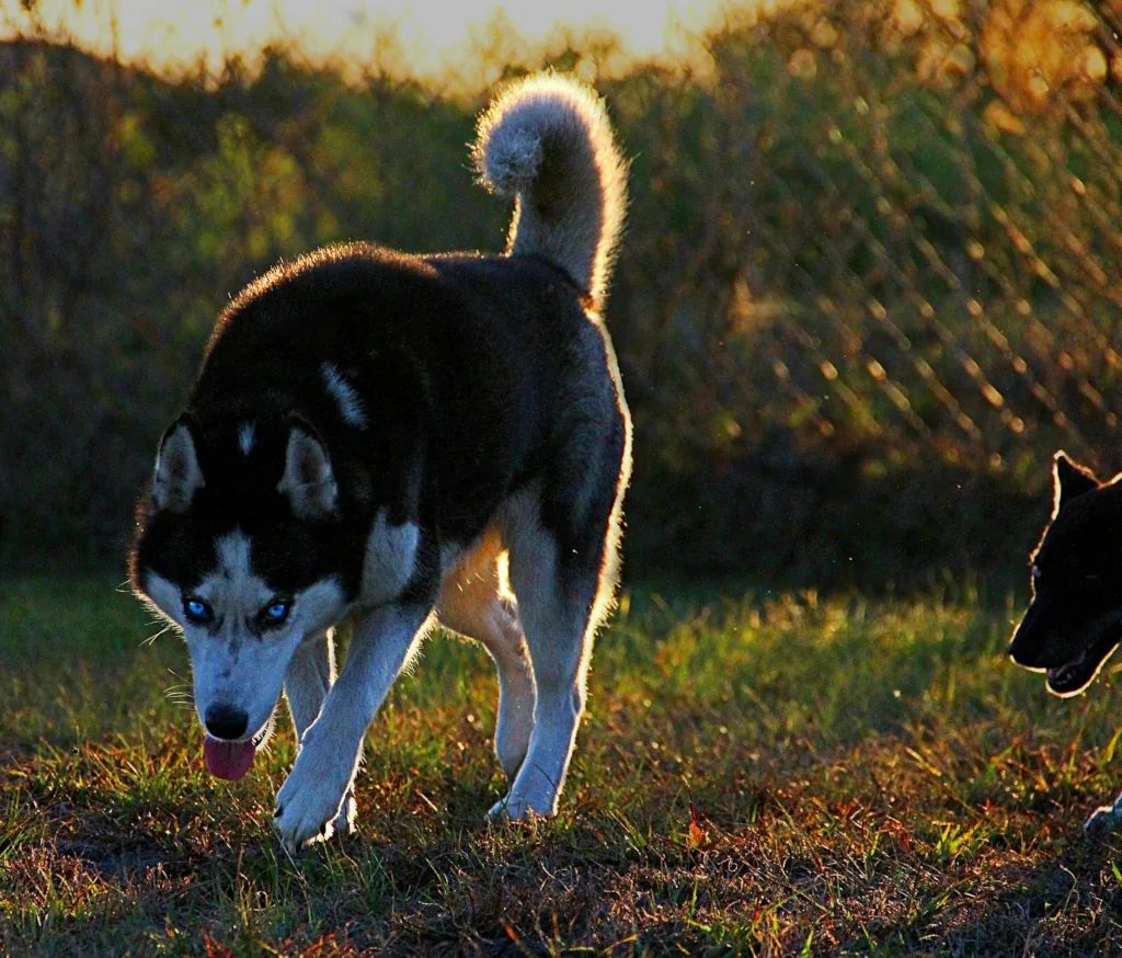 siberian husky sniffing outside in grass