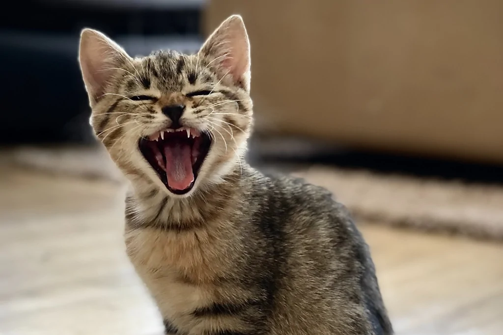silver tabby kitten on the floor with mouth open showing teeth