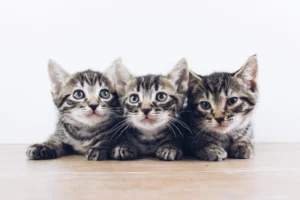 three brown and gray kittens laying on the floor