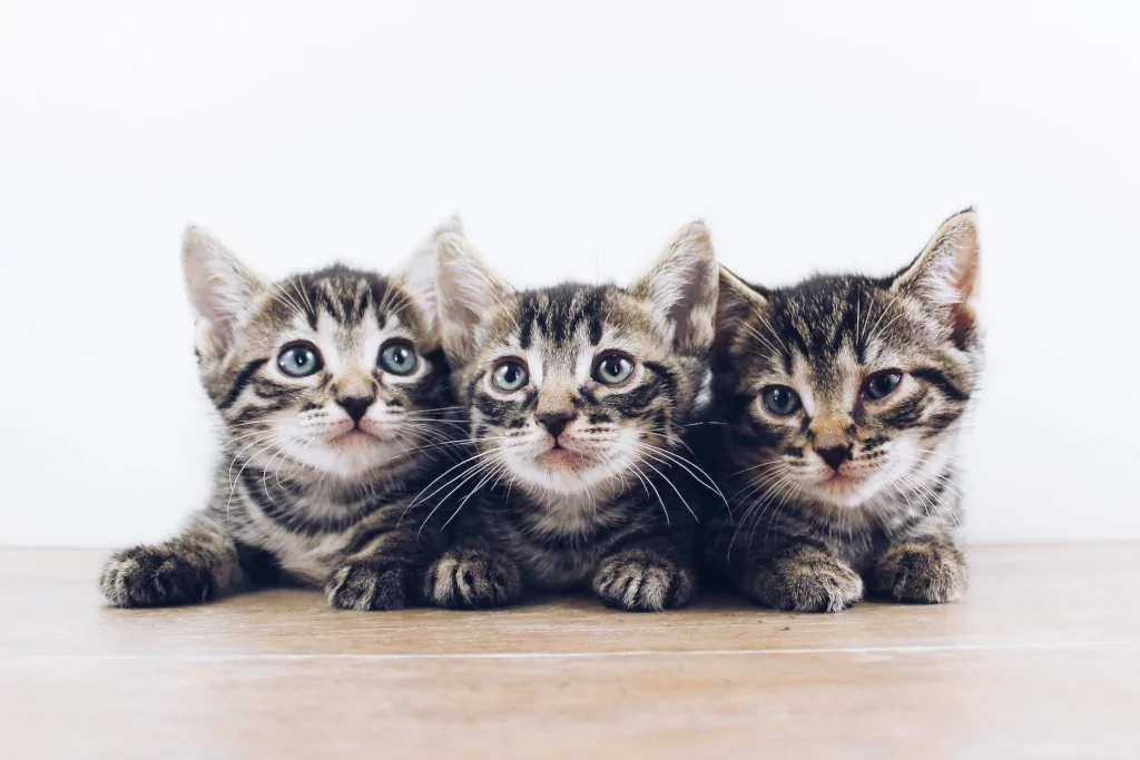 three brown and gray kittens laying on the floor