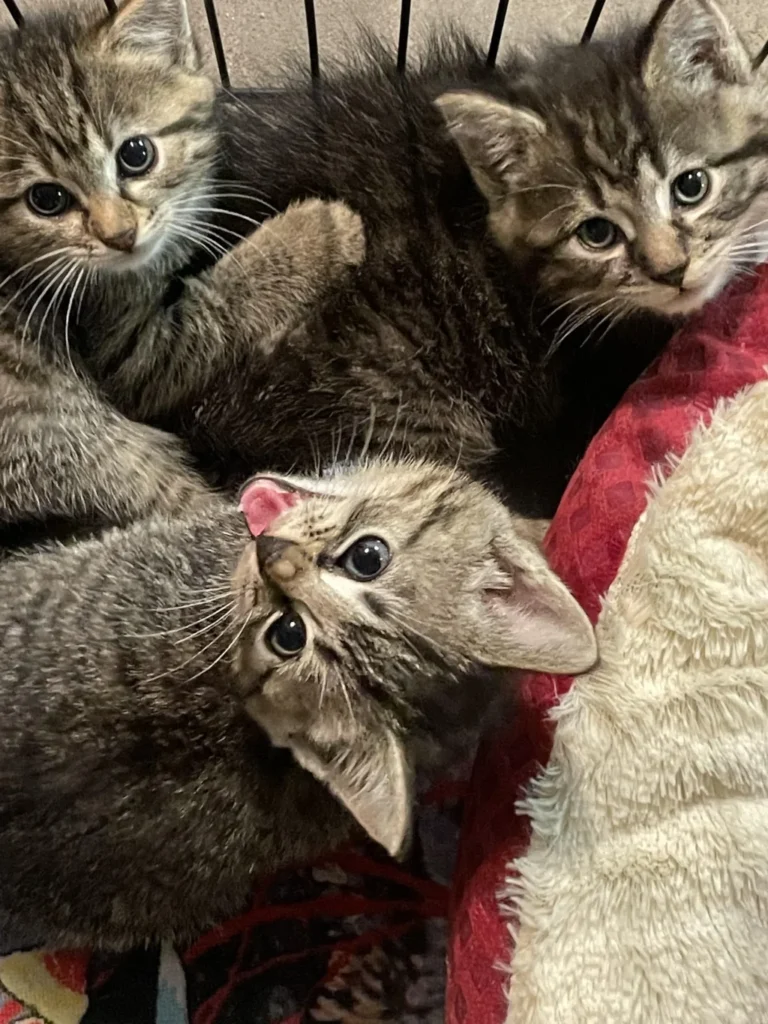 three brown kittens lying next to each other