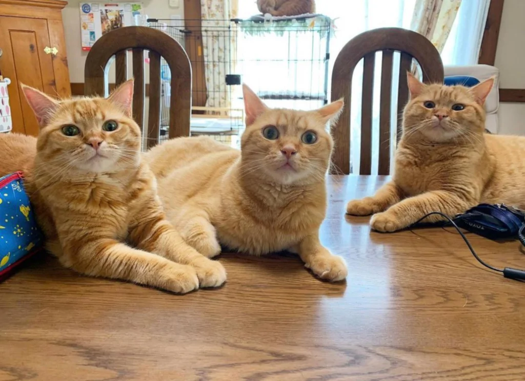 three orange cats sitting on a wooden table (triplets)