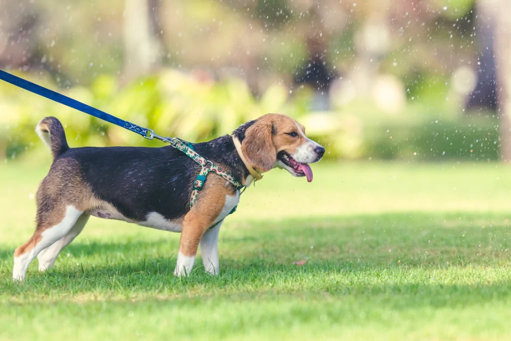 tricolor beagle on a leash during daytime in the grass