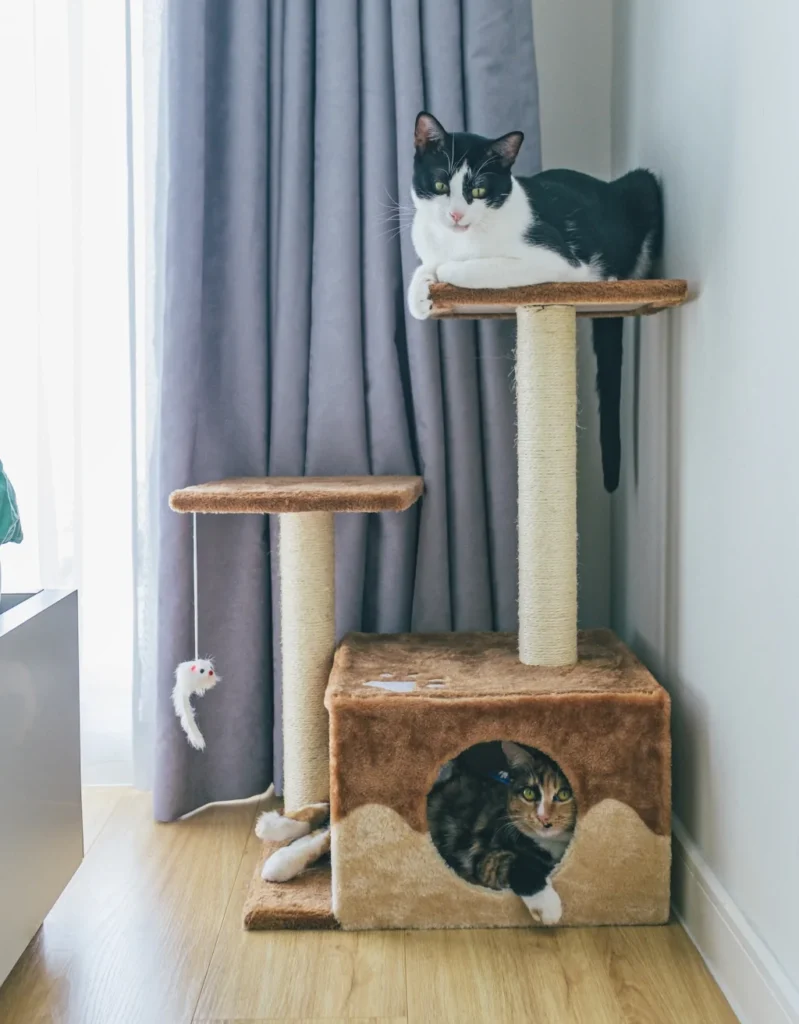 two cat laying on top of a cat tree