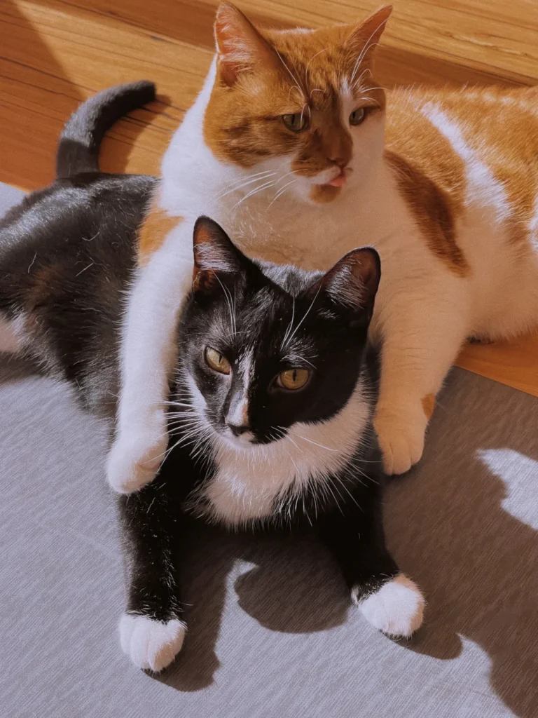two male cats hugging each other