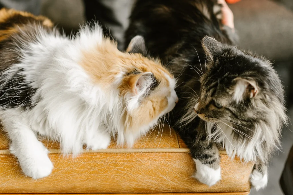 two male cats sitting next to each other