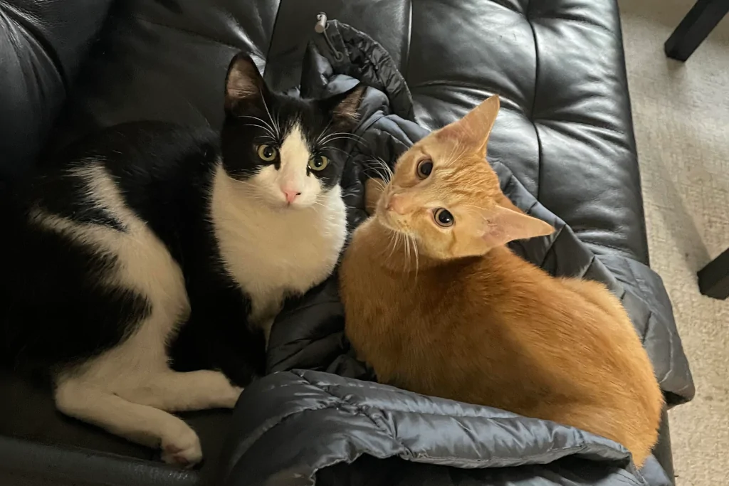 two orange and black male cats sitting next to each other