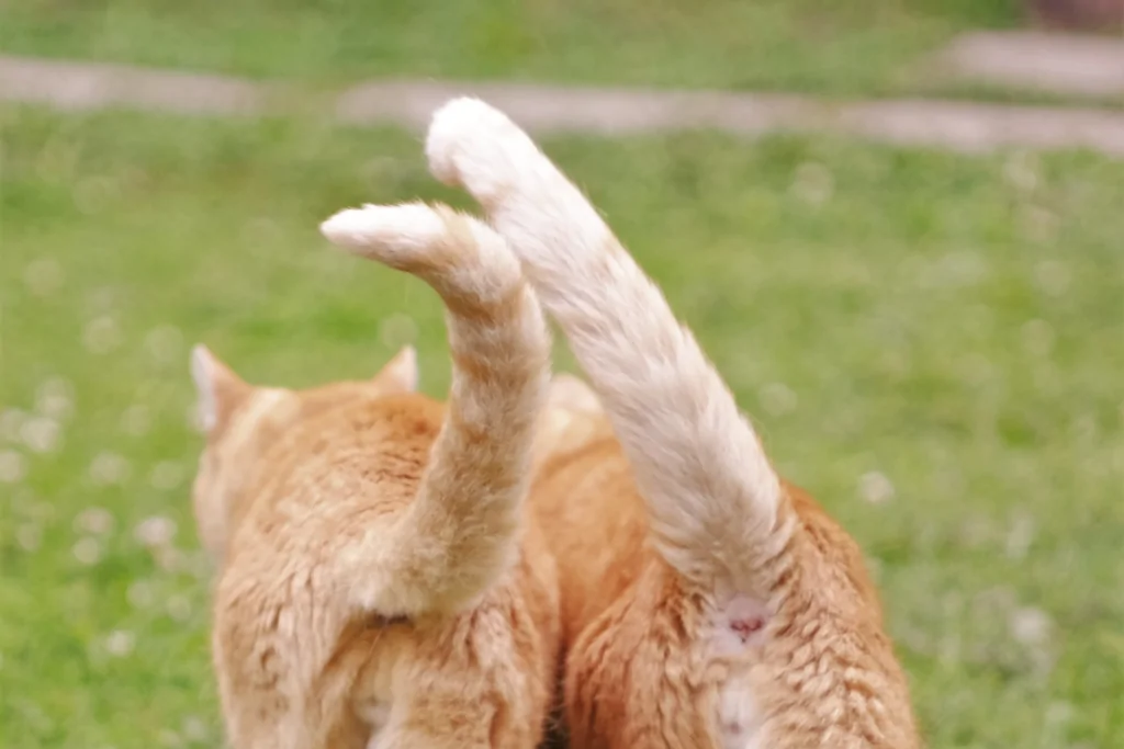 two orange cats walking next to each other with raised tails