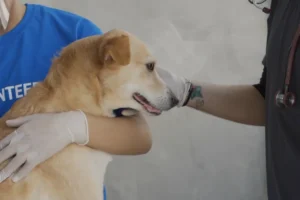 vet examining a brown dog with a volunteer assistant