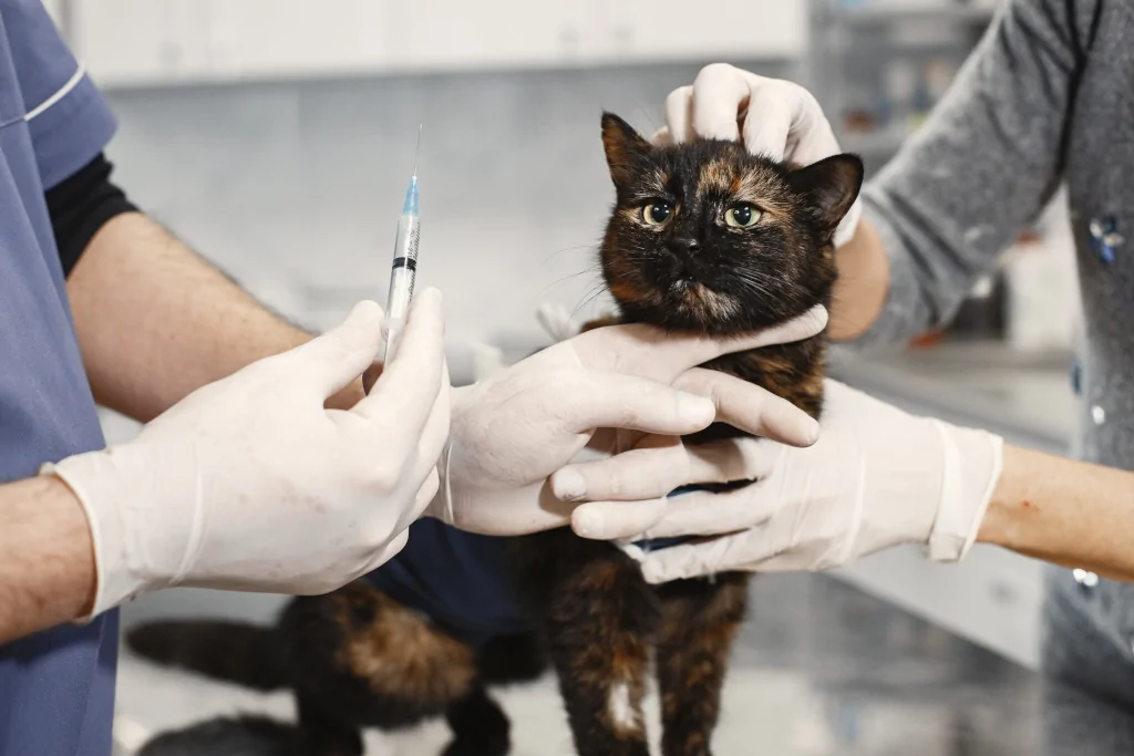 veterinarian holding an injection for a black and brown cat