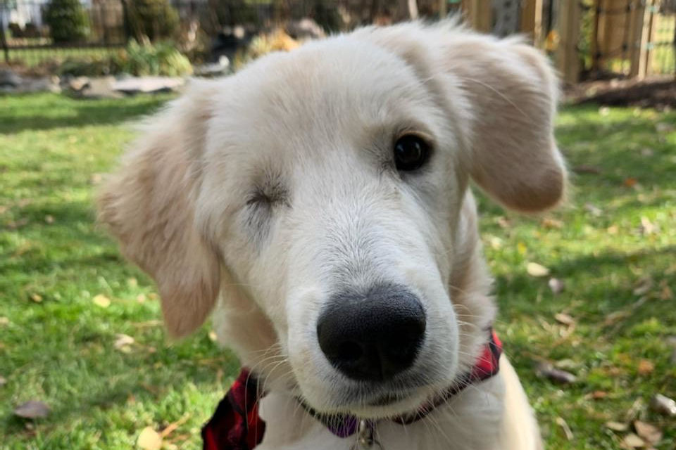 whit one-eyed dog sitting outside in grass