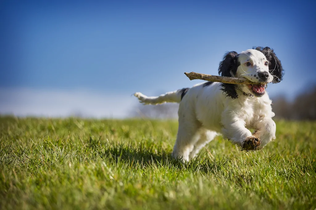 white and black dog running and retrieving a stick in its mouth