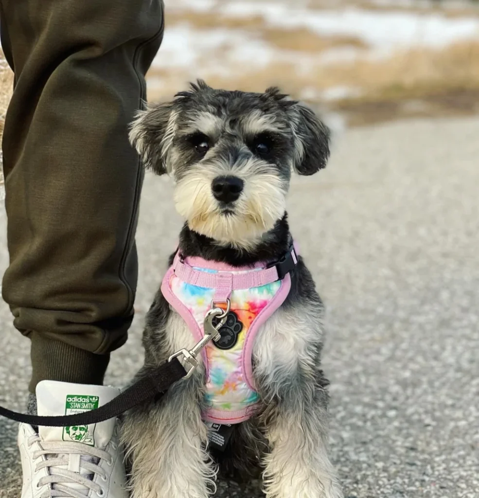 white and black dog standing next to owner outside