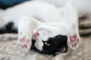 white and brown cat lying upside down with paws