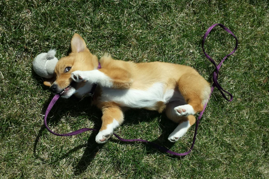 white and brown corgi biting on a leash on grass