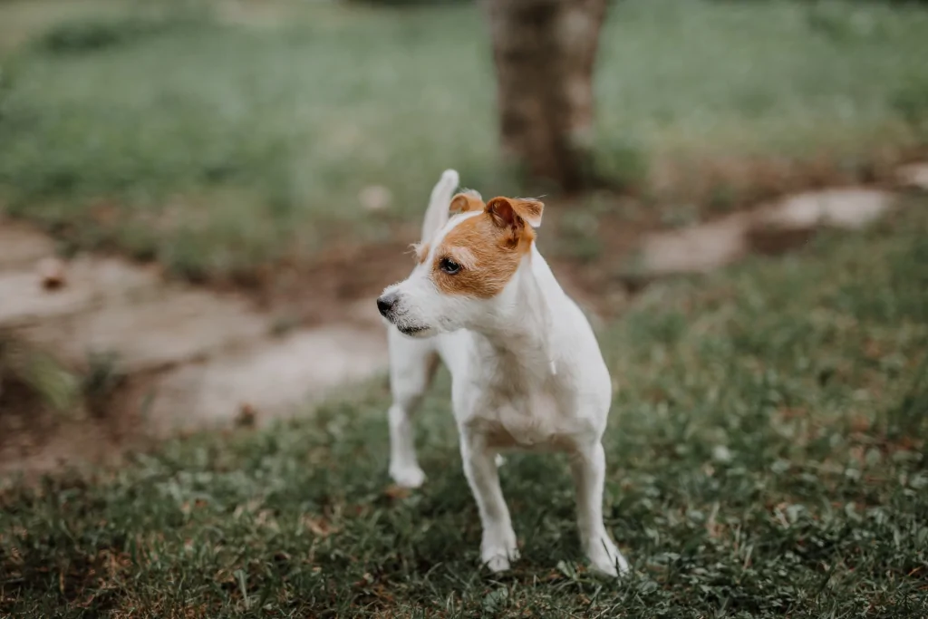 white and brown jack russell terrier mix on grass