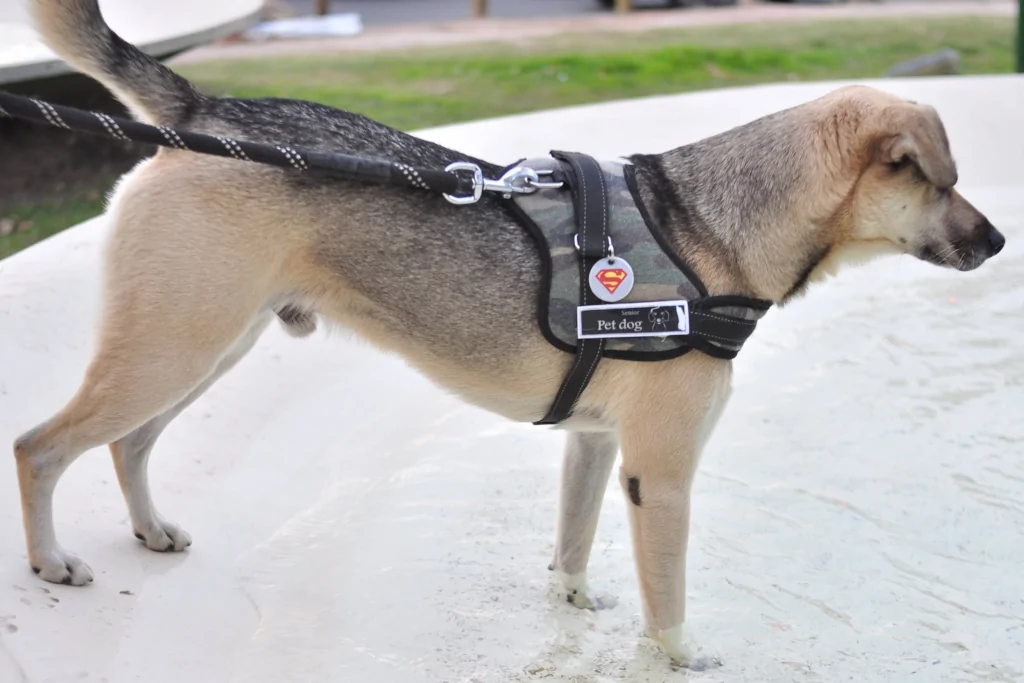 white and gray senior dog wearing a harness outside on a leash