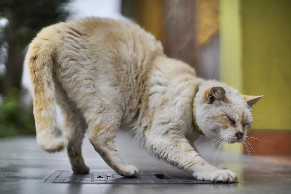 white and orange cat standing in cautious position