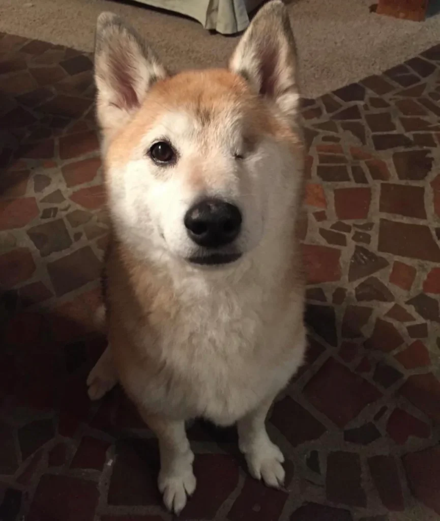 white and orange shiba dog with one eye sitting