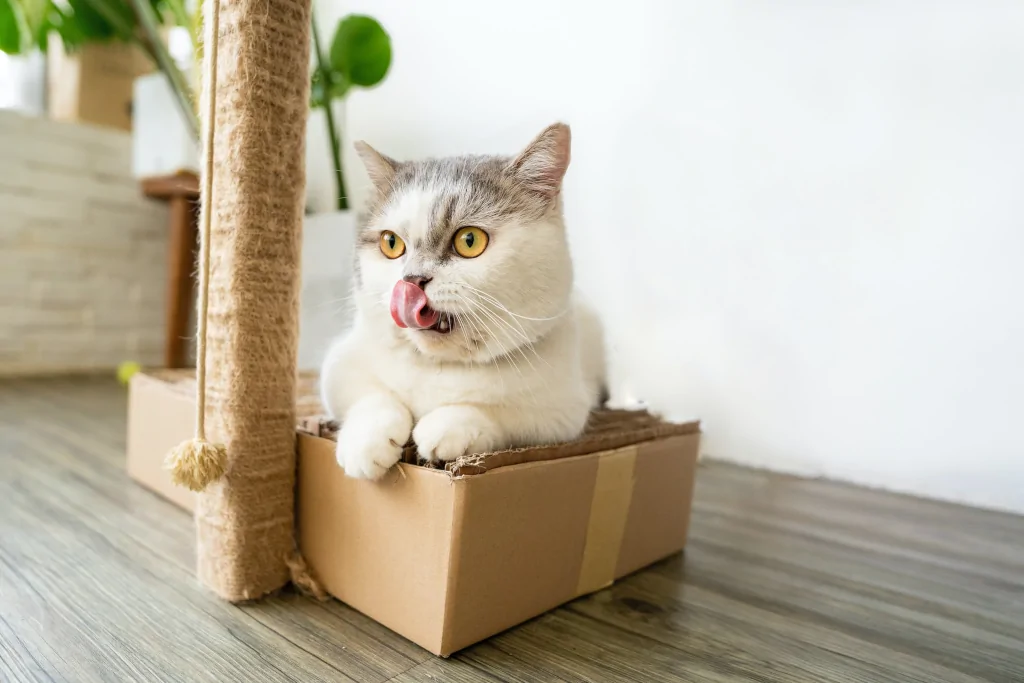 white british shorthair cat lying in brown cardbox next to cat tree