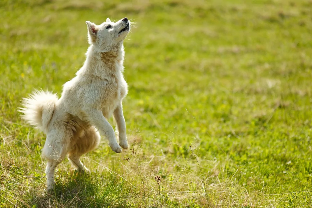 white dog doing trick to jump on grass