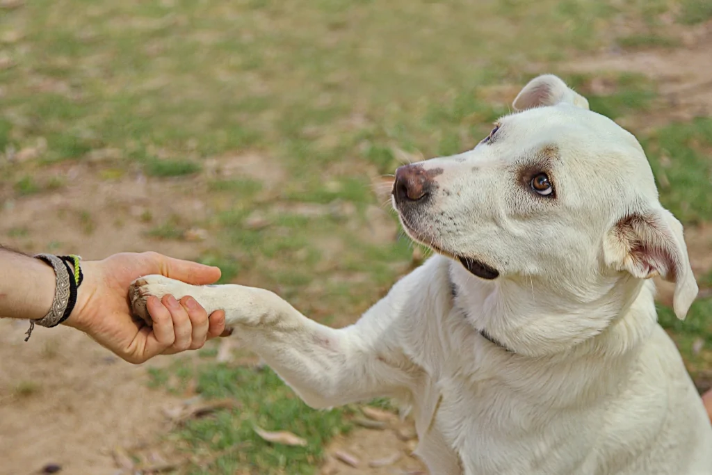 white dog gives paw to a person outside