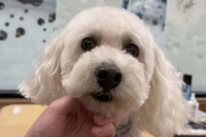 white dog ready to be groomed at petsmart