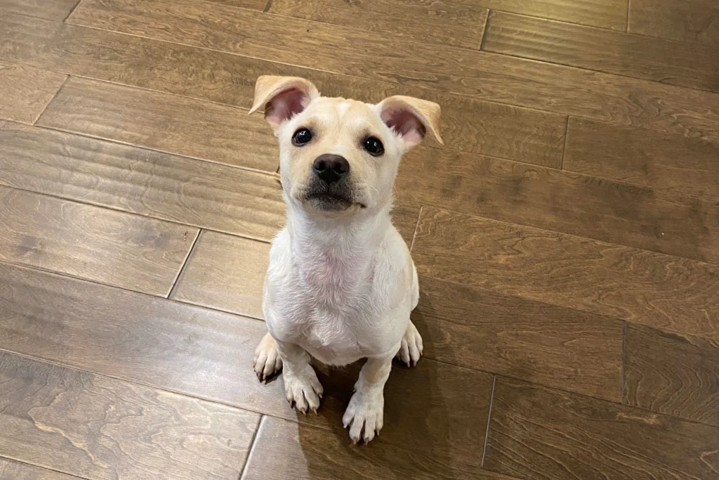 white dog sitting on the brown floor