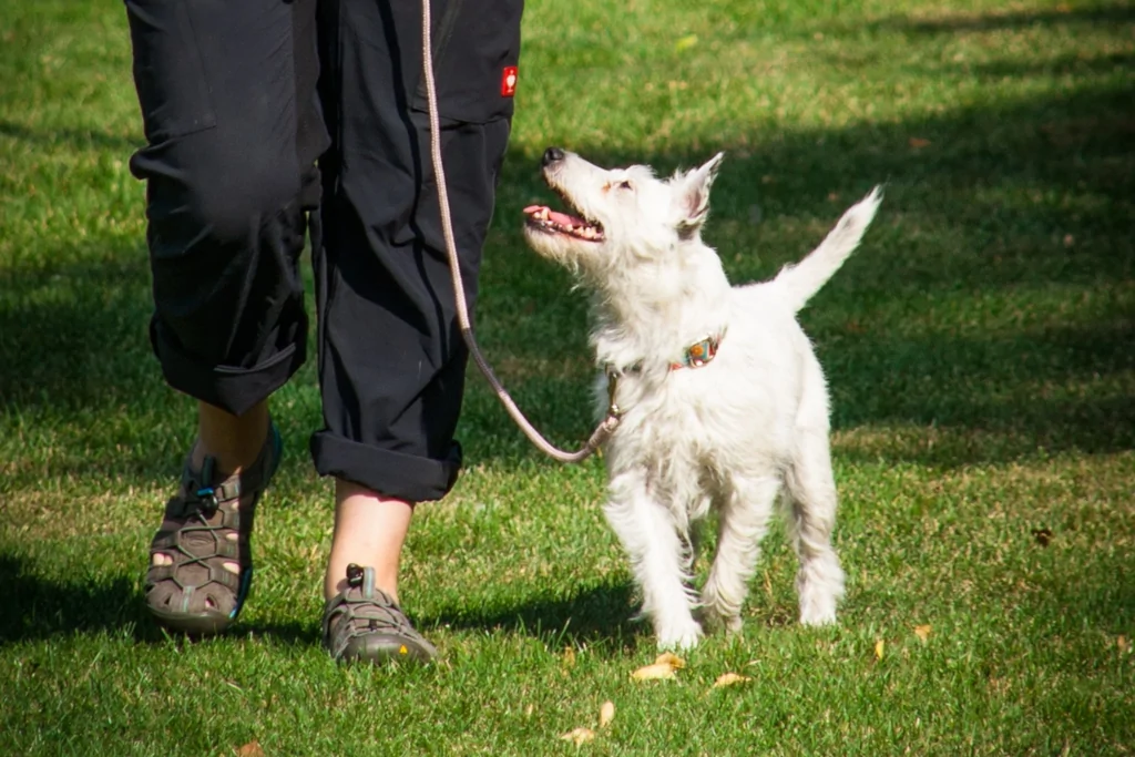 white dog walking on grass next to owner