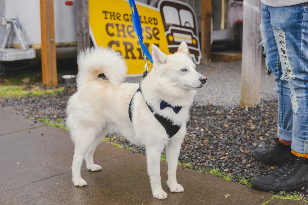 white siberian husky on leash outside