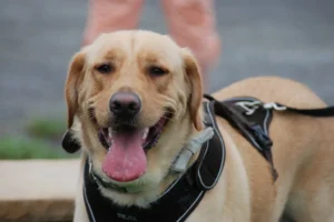yellow labrador retriever support dog on a harness outside