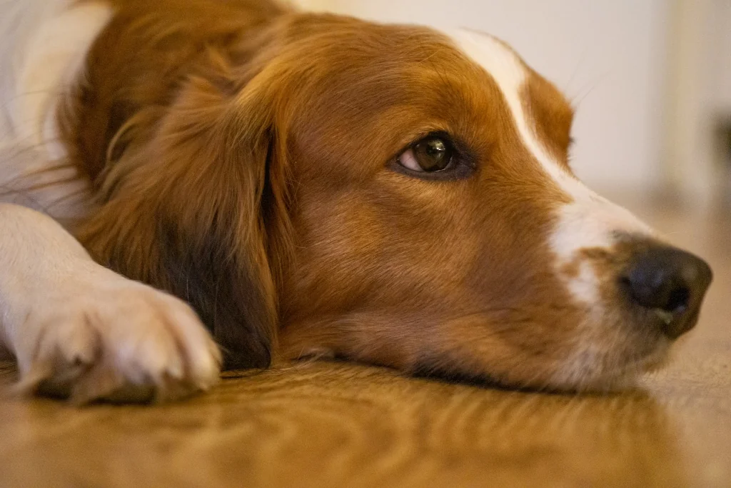 a close up of a brown and white dog lying on the floor